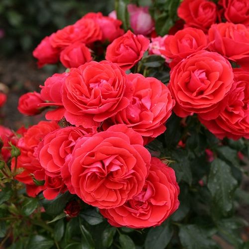 Kolor czerwonej czereśni - Róże pienne - z kwiatami róży angielskiej - korona krzaczasta